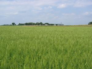 Winter wheat at the University of Minnesota's Southwest Research and Outreach Center
