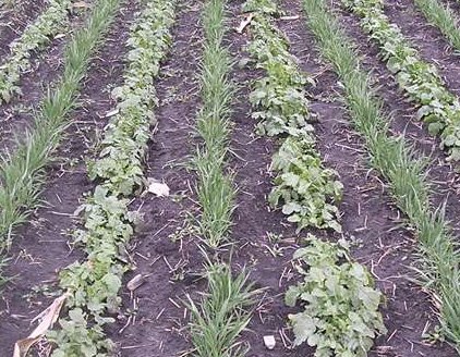 Figure 12 Alternating rows of radish and oats