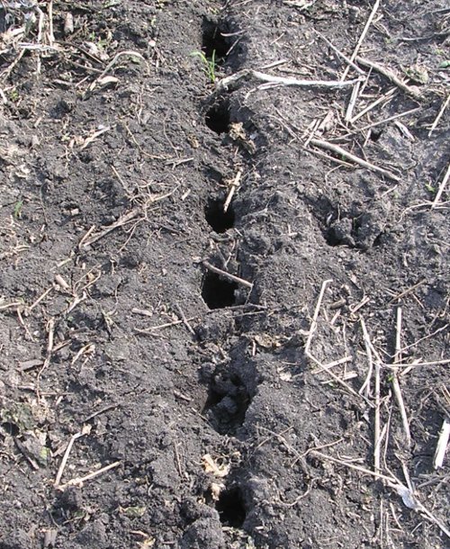 Figure 2 radish holes in soil after winterkill