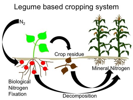 Figure 1. Biological Nitrogen Fixation provides nitrogen fertility in legume-based cropping systems.