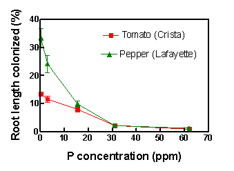 Graph - AM fungal colonization of tomato and pepper roots