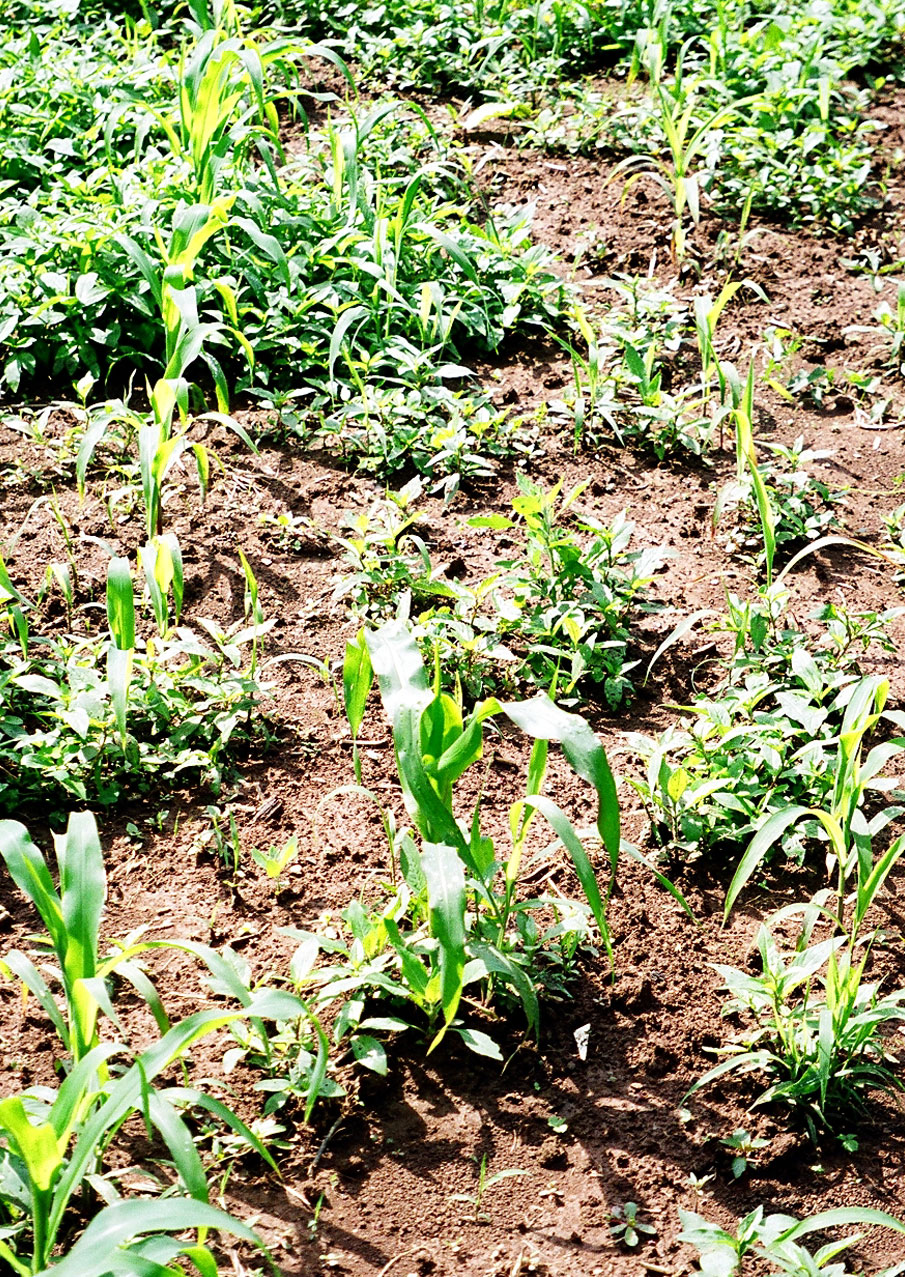 weedy corn seedlings