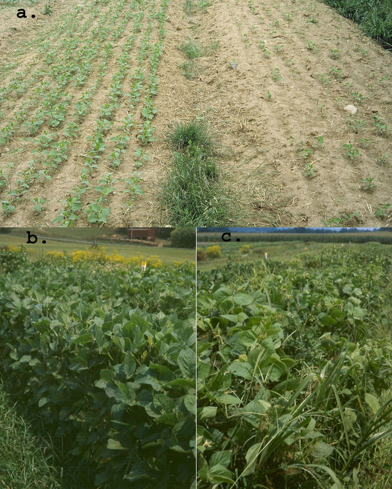 Good vs. poor seed quality and its effect on subsequent weed pressure