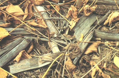 Corn and soybean residues