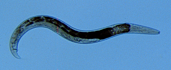 Figure 1. A typical free-living, bacterial-feeding nematode.