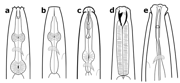 Figure 2. Nematode feeding types; mouthpart structures.