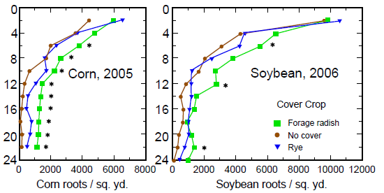 Figure 3 Graph showing enhanced corn and soybean rooting density after radish cover crop