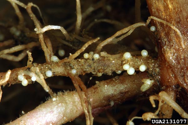 Figure 3. Symptoms of white potato cyst nematode, Globodera pallida.