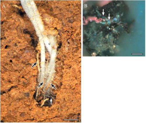 (A) Roots of canola growing into a soil pore, in close contact with each other and dead roots of wheat (black arrows). Root hairs (white arrow) extend from the canola roots to bind to soil, and other living and dead remnant roots. This shows the close proximity of microbes and roots on decaying organic matter. Bar = 3 mm. (B) Root hair of wheat associated with some dark soil organic matter, bacteria (bright blue spots; some indicated by arrows) and soil particles, again illustrating the interaction between roots, organic matter and microbes. 