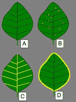 leaf disease patterns
