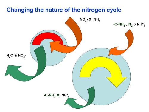 The figures above depict changes in N cycling in systems where N is supplied in inorganic fertilizers to systems that rely on organic sources. The size of the blue sphere represents the active or labile fraction of soil organic matter and the thickness and coloration of the arrows reflect the size and cycling rates of nutrient reserves. Red arrows identify pools that cycle more rapidly than yellow.
