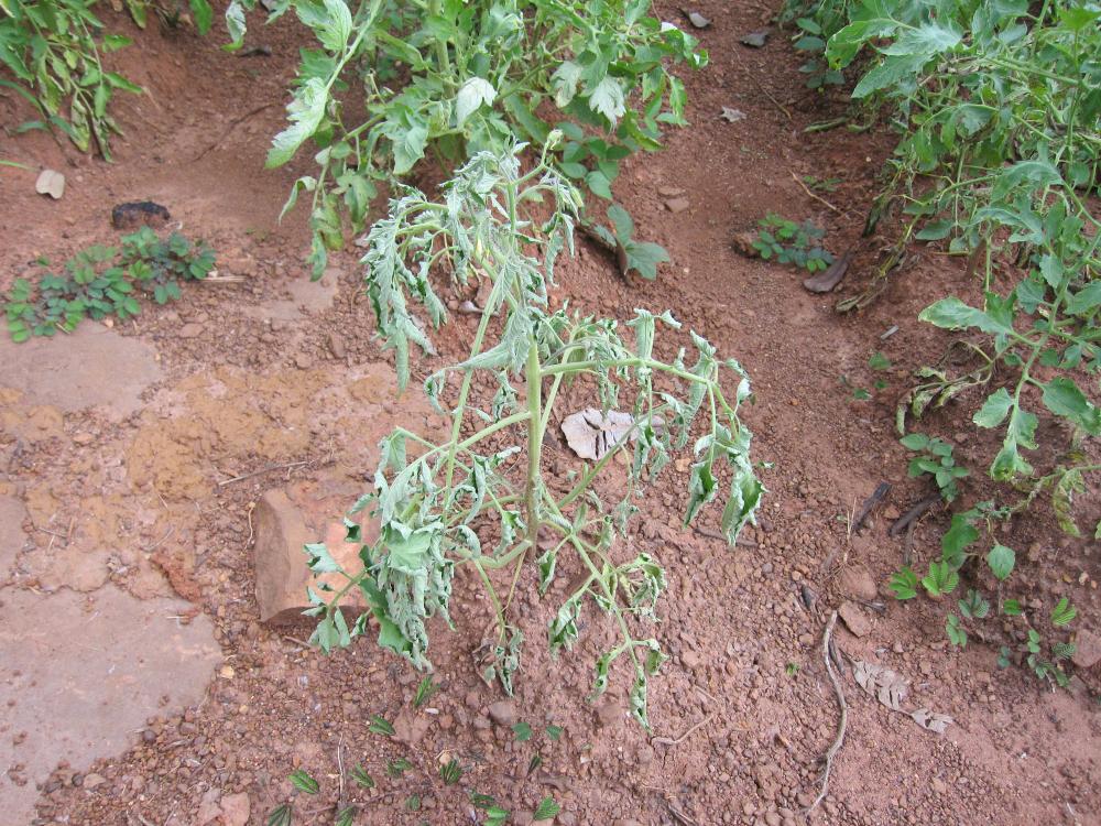 Tomato bactrial wilt
