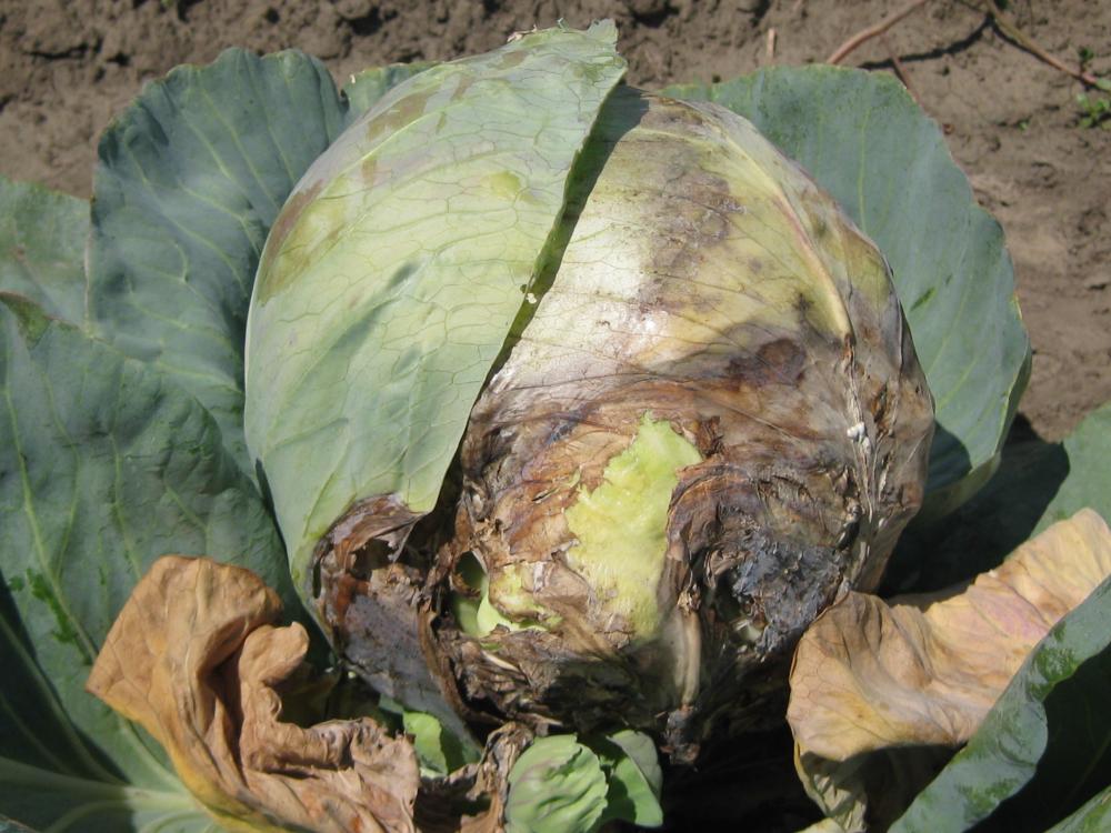 White mold of cabbage