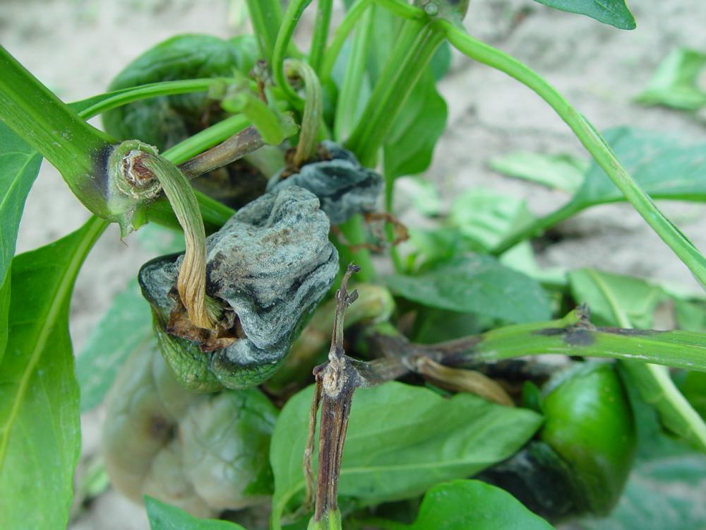 Phytophthora blight and fruit rot of pepper