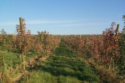 Orchard with burnt appearance due to fire blight Tim Smith WSU