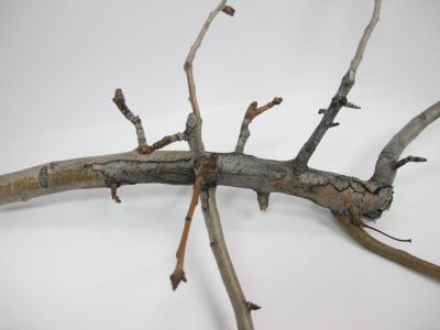 overwintering fire blight canker in pear