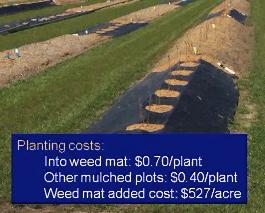 establishment costs for planting