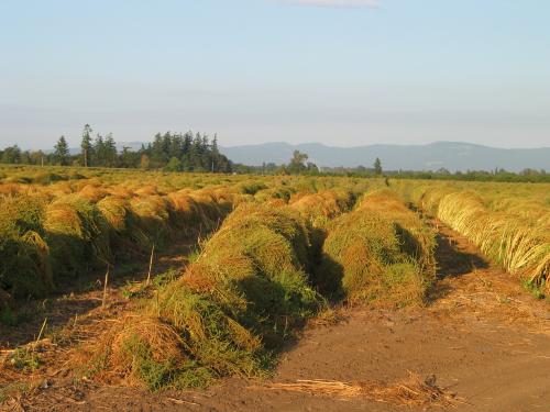 Beet seed field, Willamette Valley, Oregon. Photo credit: Micaela Colley, Organic Seed Alliance