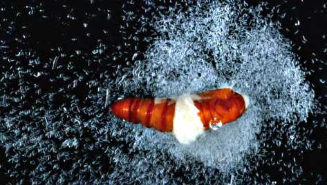 Infective juveniles of insect-parasitic nematodes emerging from a beet armyworm pupa