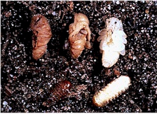 Healthy and nema-infected black vine weevil pupae