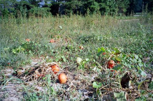 pigweed setting seed in winter squash field