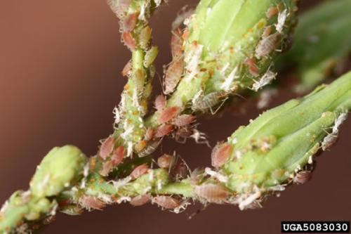 aphids