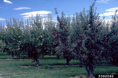 Apple trees in an orchard