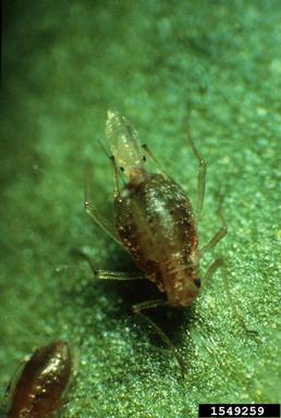 Wingless adult green peach aphid giving birth to a nymph