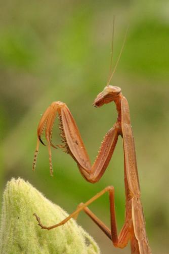 Praying mantis