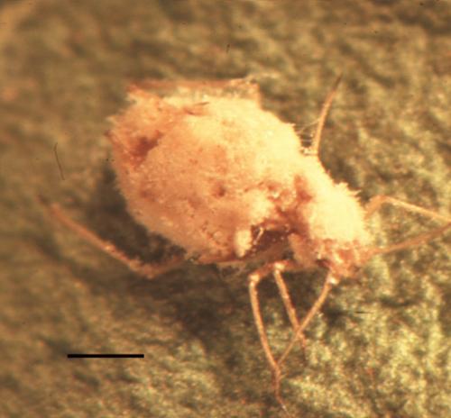 Green peach aphid. Figure credit: Sergio Sanchez, Wikimedia Commons