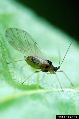 Winged Green Peach Aphid