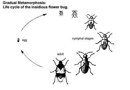 gradual metamorphosis