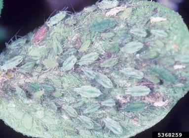 Potato aphid