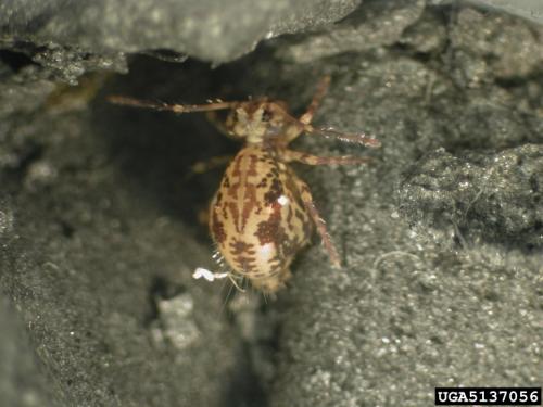 Sminthurid springtail