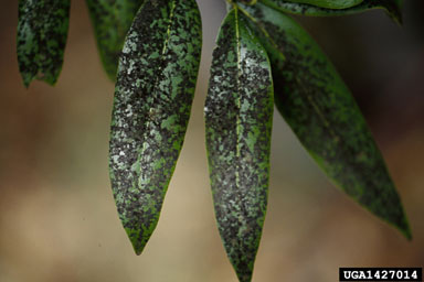 Sooty Mold