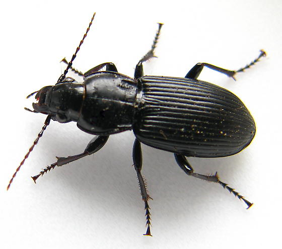 Pterostichus