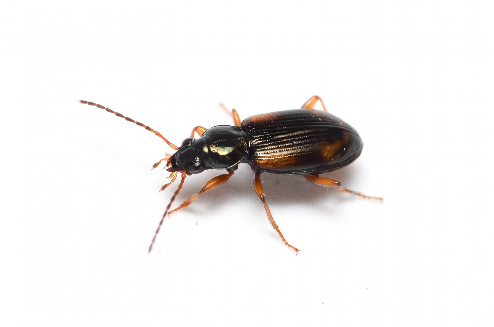 Bembidion
