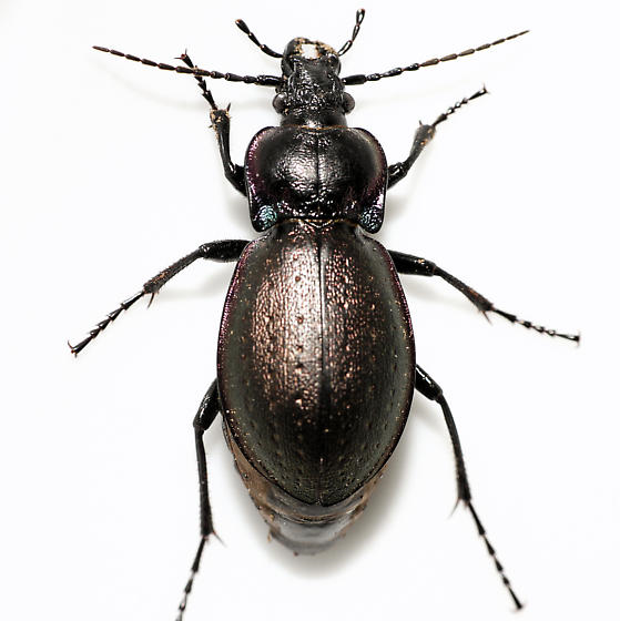 Carabus