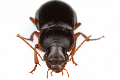 Harpalus
