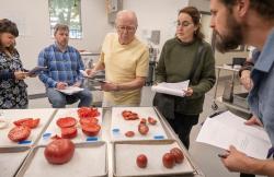 tomato cultinary evaluation