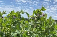 Field pea