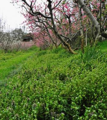 Woodleaf Farm. Photo credit: Carl Rosato