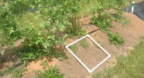 Weed evaluation sawdust raised bed.